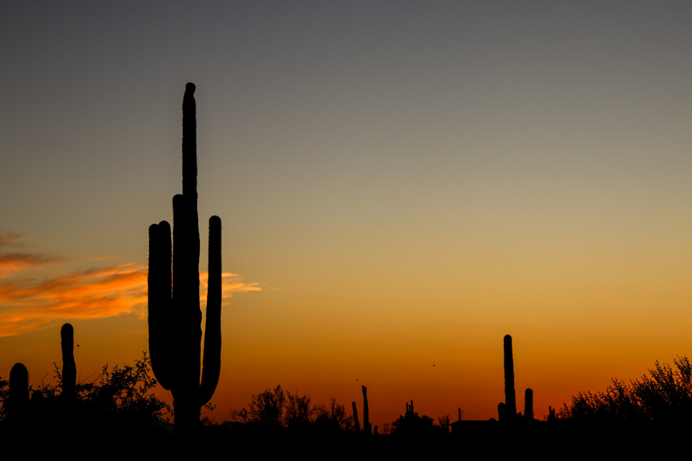 sunset view of a cactus in the arizona desert